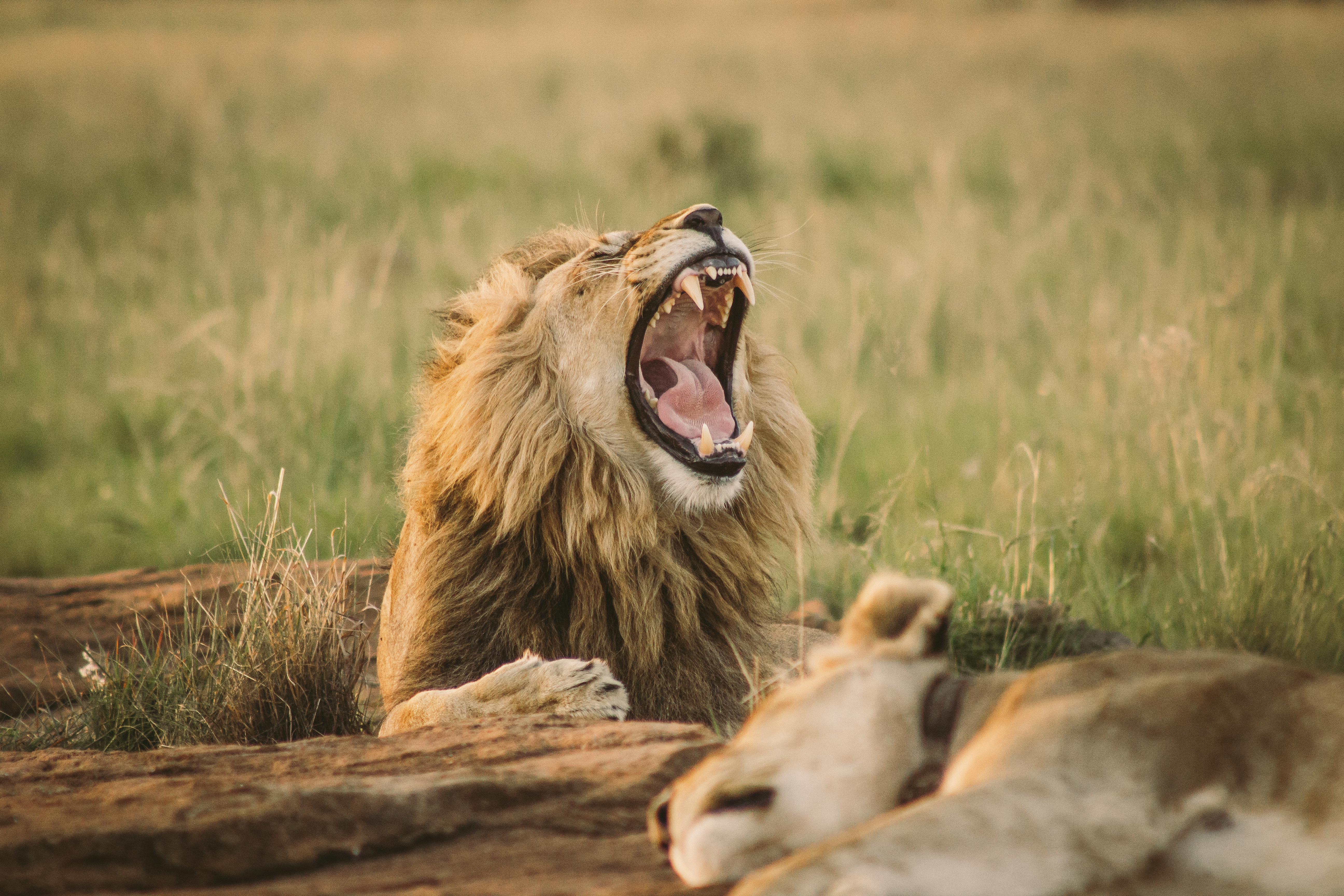 Best Safari Deals